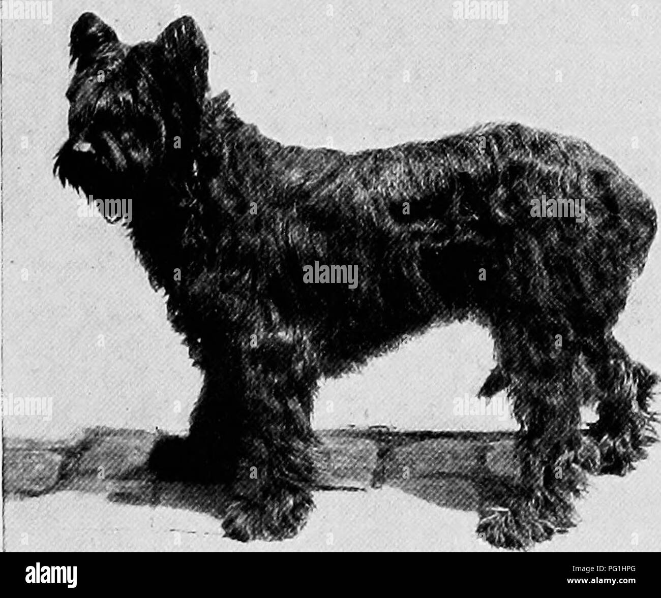 Le Nouveau Livre Du Chien Une Histoire Naturelle De La Les