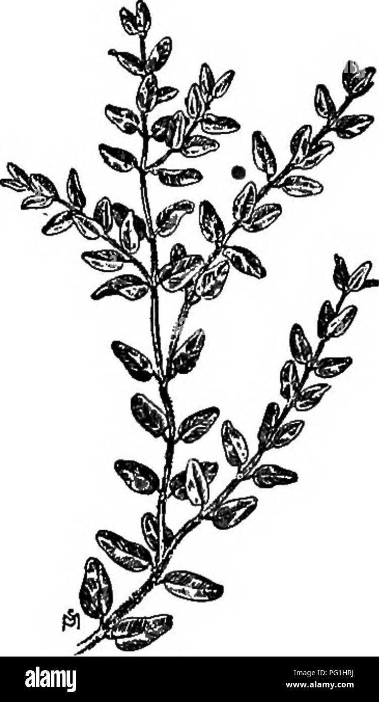 . Un manuel de mauvaises herbes : avec des descriptions de tous les plus pernicieux et problématiques des usines aux États-Unis et au Canada, leurs habitudes de croissance et de distribution, avec des méthodes de contrôle . Les mauvaises herbes. EUPHORBIACEAE EUPHORBE) 267 {famille branches étendues dans toutes les directions, où rouge exposé à la lumière mais en dessous. vert Feuilles opposées, oblongues, à partir d'un quart de pouce à près d'un pouce de long, court-petioled et très finement découpées, habituellement avec un brun violacé, près du centre-ville ; stipules presque linéaire, munis d'une frange de soies. Les pédoncules des fleurs sur environ aussi longtemps que les pétioles, les en Banque D'Images