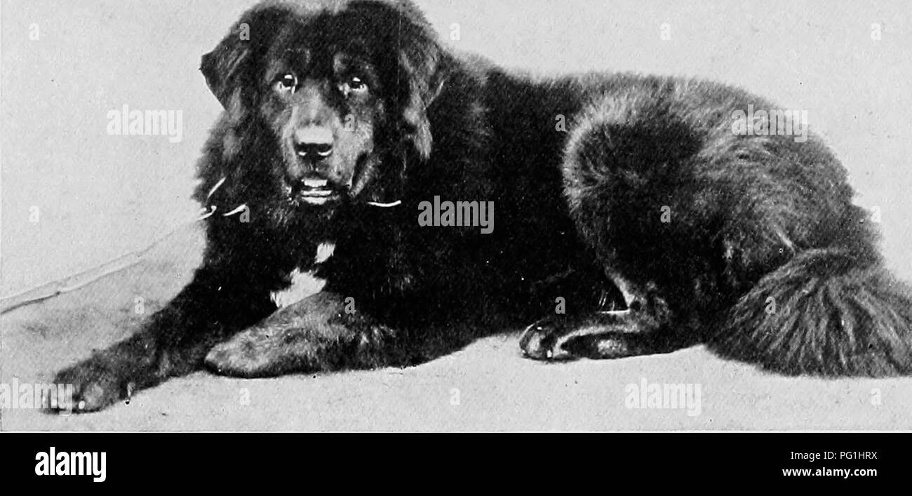 Le Nouveau Livre Du Chien Une Histoire Naturelle De La Les