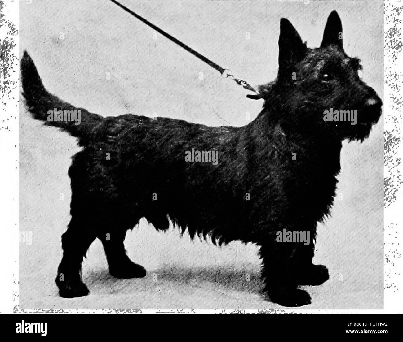 Ce livre offre une histoire naturelle approfondie des chiens britanniques et de leurs parents étrangers, y compris des informations sur l'élevage, la gestion du chenil et les soins vétérinaires. Il explore l'expérience de l'auteur de l'examen des chiens en Angleterre, soulignant leur santé et leur potentiel d'élevage. Banque D'Images