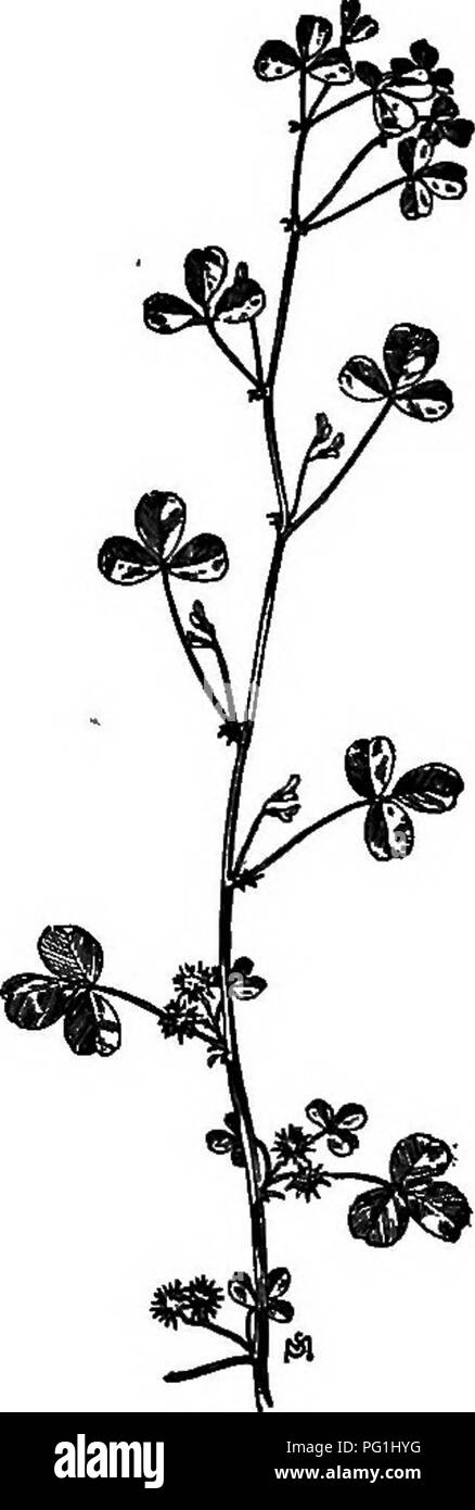 Ce manuel offre un aperçu approfondi des mauvaises herbes les plus envahissantes en Amérique du Nord, y compris leurs modes de croissance, leur distribution et leurs méthodes de lutte. Il offre des conseils sur la gestion de ces plantes gênantes dans les environnements agricoles et cultivés. Banque D'Images