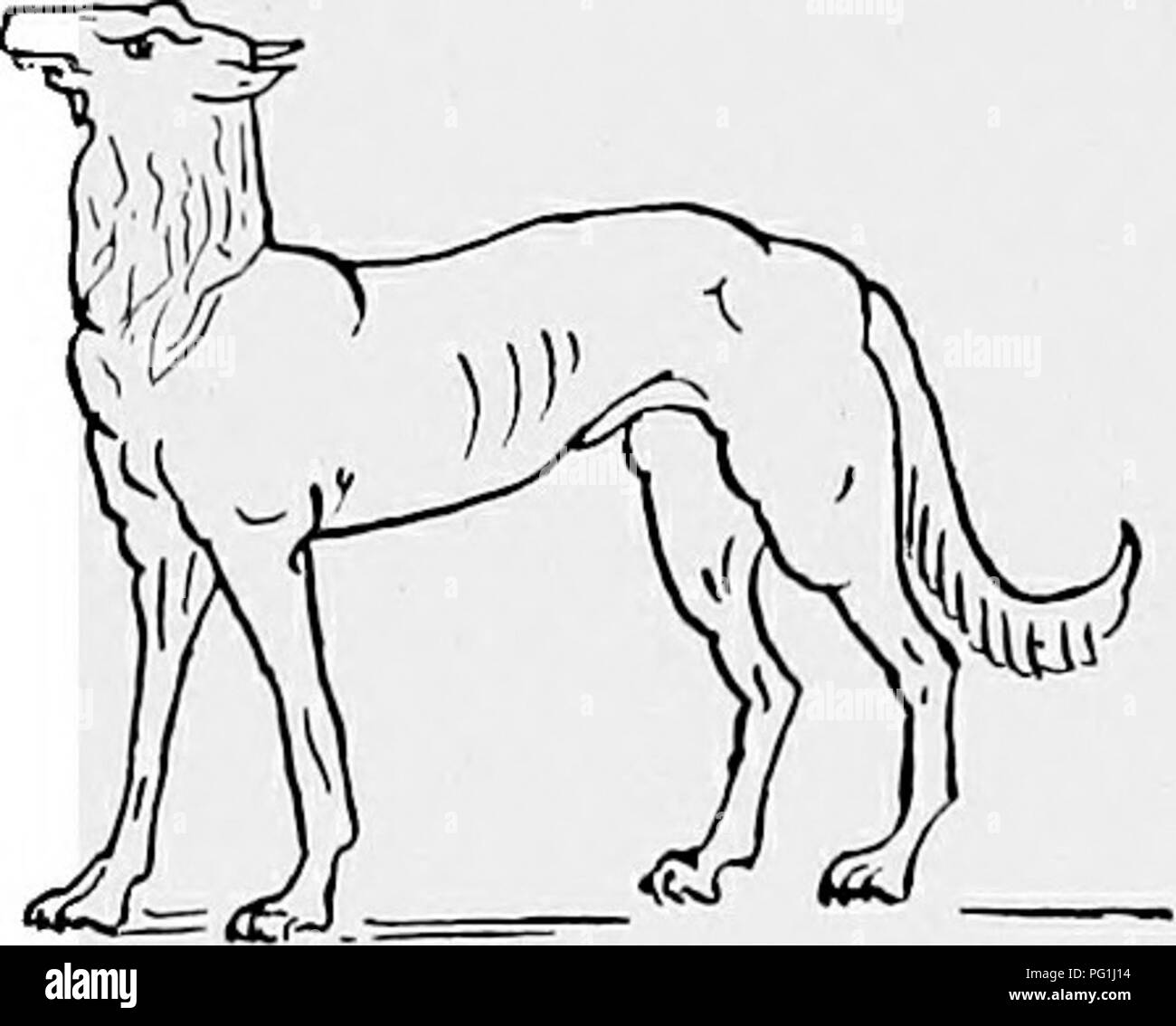 . Le nouveau livre du chien ; une histoire naturelle de la les chiens et leurs parents à l'étranger, avec des chapitres sur le droit, la reproduction, l'élevage, de gestion et de traitement vétérinaire. Les chiens. J'UmmsS^. HOUND RUSSE KASTROMSKA. Propriété de M. J. Le REVAL, MOHILEW. En Suède, en Finlande, même en Livonie et en Lituanie, et les voyageurs au milieu des Alpes auront remarqué l'attitude professionnelle peu chien des vallées suisses, et son élégant, grand hibou voisin de Lucerne. Ils peuvent aussi avoir observé le Bruno, qui est le plus lourd des chiens courants suisses, de courtes pattes et long dans les raccords, avec une longue Banque D'Images