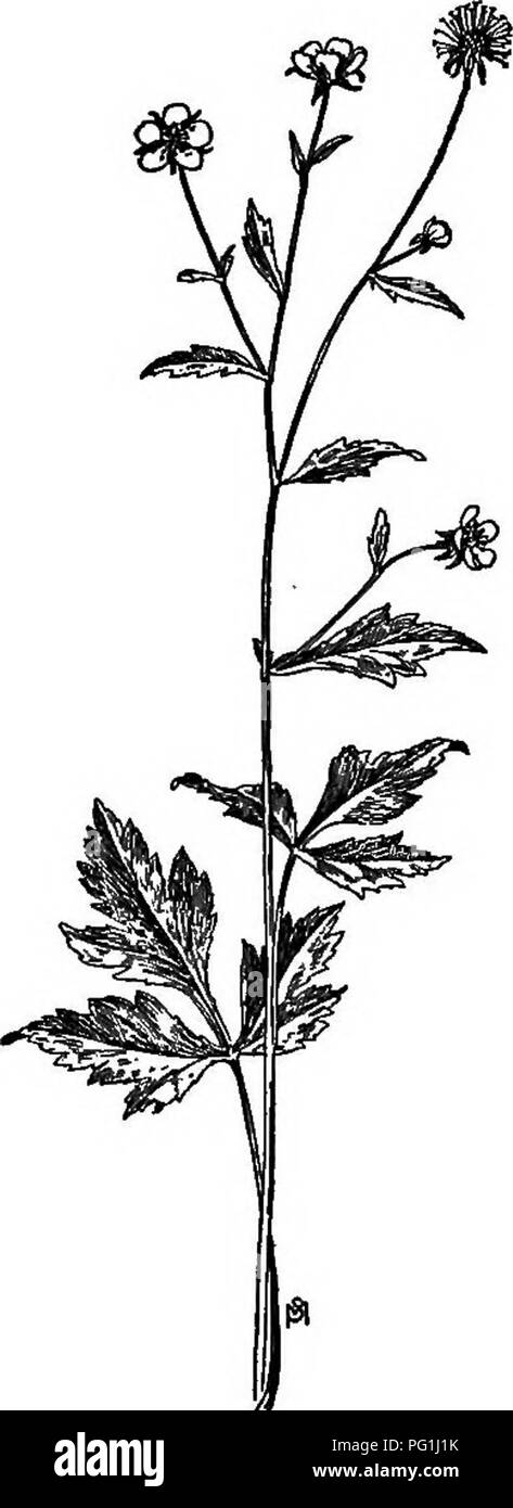 . Un manuel de mauvaises herbes : avec des descriptions de tous les plus pernicieux et problématiques des usines aux États-Unis et au Canada, leurs habitudes de croissance et de distribution, avec des méthodes de contrôle . Les mauvaises herbes. 210 MOSACEAE (famille des roses") ci-dessus, tomenteuses en dessous de pétioles. Fleurs à l'aisselle, solitaires sur de longs pédoncules filiformes, mince, de couleur jaune doré, environ un demi-pouce large, le cinq pétales largement obovés, plus long que le calice a souligné-lobes et bractlets ^e narrow. Petits akènes, lisse, dispersés par l'hochement de tiges de fleurs filiformes. (Fig. 151.) Moyens de contrôle à la culture, l Banque D'Images