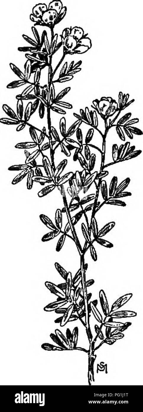 . Un manuel de mauvaises herbes : avec des descriptions de tous les plus pernicieux et problématiques des usines aux États-Unis et au Canada, leurs habitudes de croissance et de distribution, avec des méthodes de contrôle . Les mauvaises herbes. Famille des ROSACÉES ROSE) 207 {légèrement encochée au bord, la maturation et la chute tout l'été. Les achènes doux, très petit, (Fig. 149.) Moyens de contrôle à enrichir le sol, meubles de l'humus qui va lui permettre de retenir l'humidité et de soutenir la croissance des meilleures plantes. Potentille Potentilla fruticbsa, L. D'autres noms anglais : La Reine de jaune, mauvaises herbes des prairies, pinceau noir, fleur de Chester. Native. Perennia Banque D'Images