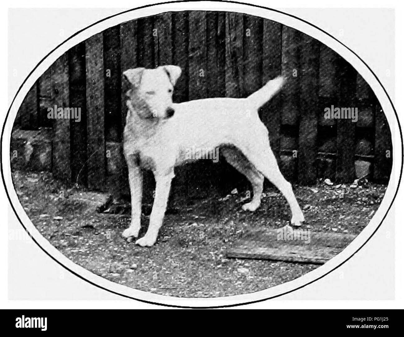 Ce livre fournit une histoire naturelle complète des races de chiens britanniques et de leurs parents étrangers. Il couvre divers aspects de l'élevage de chiens, de la gestion du chenil et des soins vétérinaires, offrant des informations précieuses pour les amateurs de chiens et les éleveurs. Banque D'Images