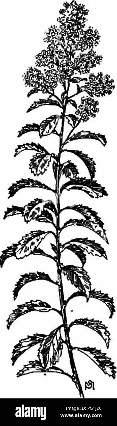 . Un manuel de mauvaises herbes : avec des descriptions de tous les plus pernicieux et problématiques des usines aux États-Unis et au Canada, leurs habitudes de croissance et de distribution, avec des méthodes de contrôle . Les mauvaises herbes. Famille des Rosacées (rose) 203, mauvaises herbes et plantes malades peut être utilisé pour le but d'in- fection et la destruction. L'écrivain une fois tué un petit correctif dans un cimetière avec l'huile de kérosène, mais le terrain a été rendu stérile et gazonnement aires était nécessaire. La soude caustique serait tout aussi efficace et plus rapide de Leach. Latifdlia Spirka MEADOW-sucré, Borkh. Autres noms anglais : Lady Quaker Meadow, Reine. Nati Banque D'Images