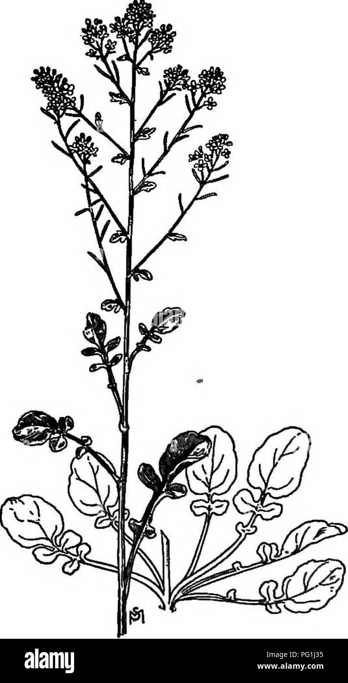 . Un manuel de mauvaises herbes : avec des descriptions de tous les plus pernicieux et problématiques des usines aux États-Unis et au Canada, leurs habitudes de croissance et de distribution, avec des méthodes de contrôle . Les mauvaises herbes. 196 CRUCIFEBAE {famille des moutardes) Cresson d'hiver Barbarha vulgaris, R. Br. Autres noms anglais : Herb Barbara Barbara's St., Cresson, roquette, Cresson fusée jaune. Native. Biennale. Se propage par graines. Temps de floraison : d'avril à juin. Temps de graines : de Juin à Août. Plage : Labrador jusqu'à la côte Pacifique, vers le sud jusqu'à la Virginie et le Middle West. Également originaire d'Europe. Habitat : Champs, prairies, le long des routes, et des déchets Banque D'Images