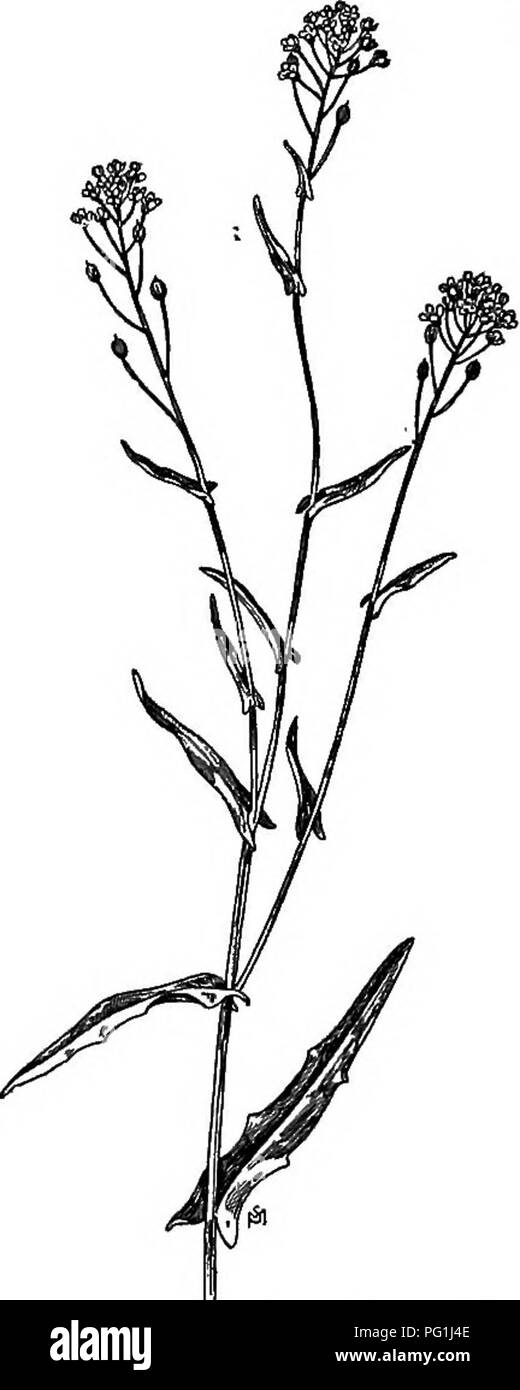 Ce manuel fournit des descriptions des mauvaises herbes communes trouvées aux États-Unis et au Canada, en soulignant leurs habitudes de croissance, leur répartition et les méthodes de contrôle de leur propagation. Le travail se concentre sur la prévention des dommages aux cultures et aux terres grâce à une bonne gestion des mauvaises herbes. Banque D'Images