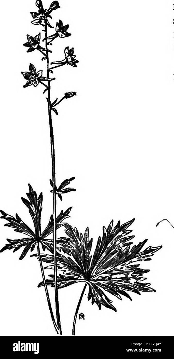 Ce manuel offre des descriptions complètes des mauvaises herbes les plus gênantes aux États-Unis et au Canada, détaillant leurs habitudes de croissance, leur distribution et les méthodes de lutte efficace. Il comprend des informations spécifiques sur les familles de plantes comme *Berberidaceae*, mettant en évidence les habitudes de l’épine-vinette et d’autres espèces envahissantes. Banque D'Images