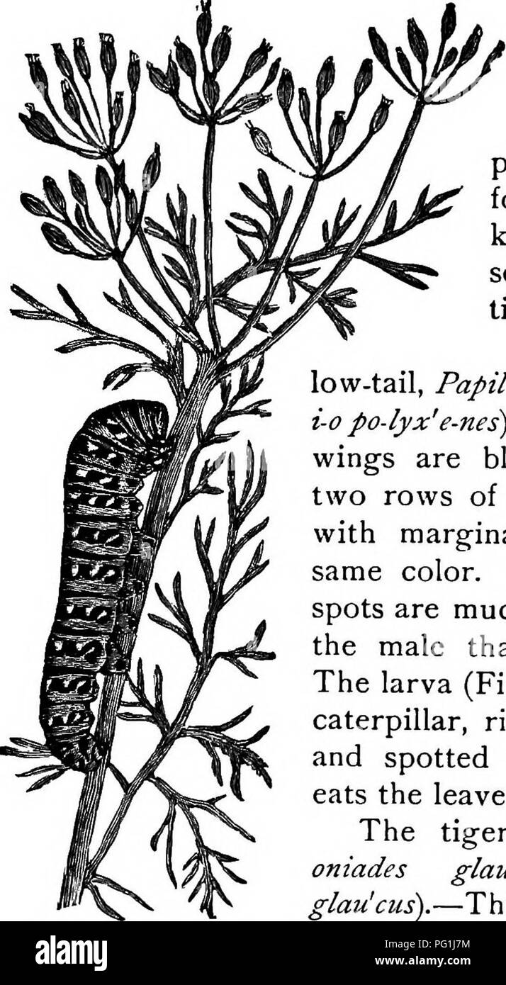 . La vie d'insectes ; une introduction à l'étude de la nature et un guide pour les enseignants, les étudiants et autres personnes intéressées par la porte de la vie. L'entomologie, l'étude de la Nature. La vie routière. 243 et souvent avec bleu ou vert métallique ; parfois, les marques jaunes sont plus visible que la couleur de base noire. L'avalé la queue basse appartiennent à la famille Pa- PILIONID^ (pa- pil-i-sur'i-dae). Les espèces bien connues serviront de illustra- tions :- Le noir avalé la queue basse, Papilio polyxenes {Pa-pW j-opo-lyx'e-nes).-Dans l'adulte les ailes sont noires, croisés avec deux rangées de taches jaunes, et le marginal lunules Banque D'Images