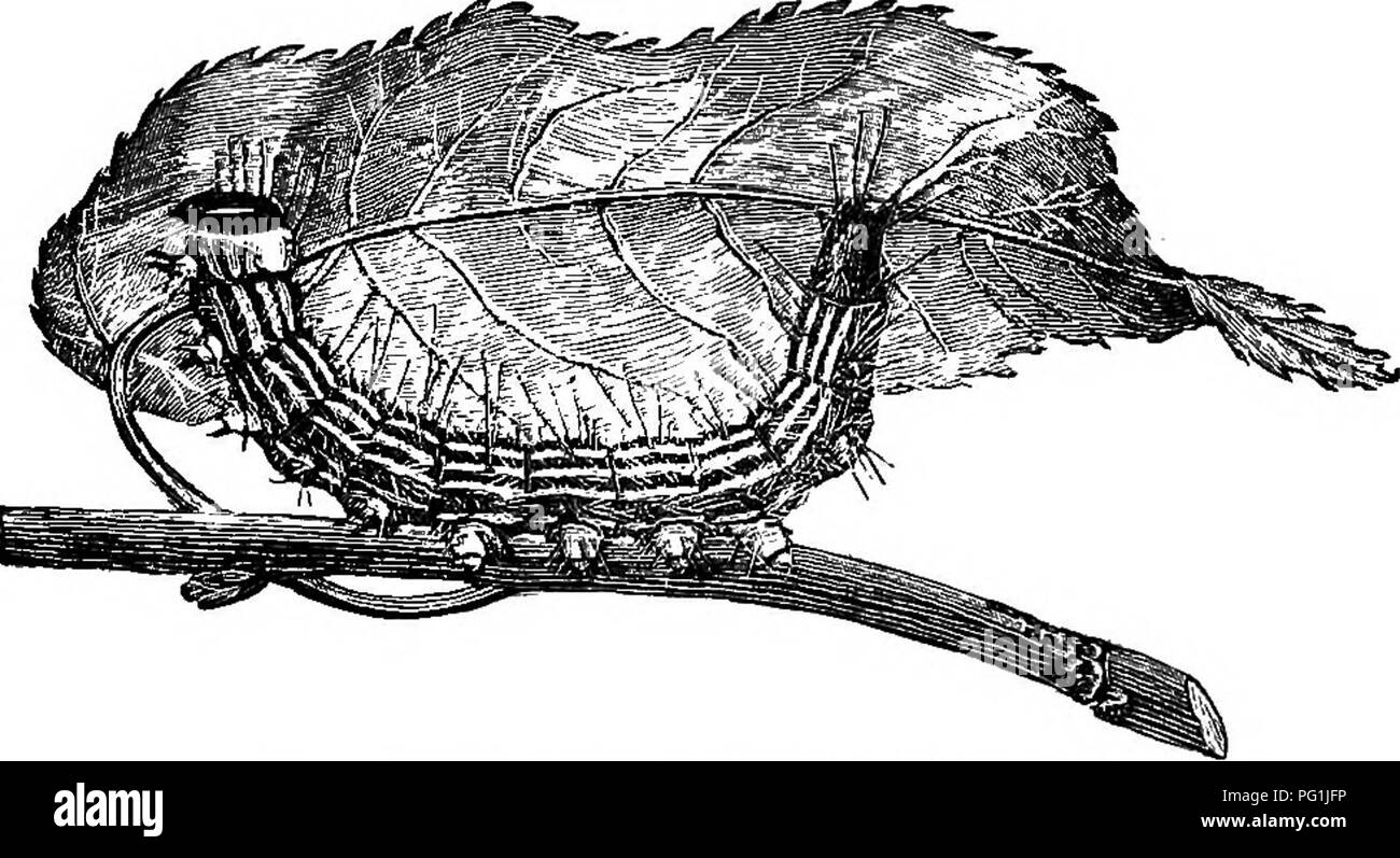 . La vie d'insectes ; une introduction à l'étude de la nature et un guide pour les enseignants, les étudiants et autres personnes intéressées par la porte de la vie. L'entomologie, l'étude de la Nature. La vie du verger. 173 4. Enregistrer des spécimens pour votre collection de tout ce qui illustre les habitudes de l'espèce et des spécimens de chacune des étapes du développement de l'espèce. Organiser ces spécimens dans votre collection, appelée complètement que vous pouvez. 5. Écrire un compte de ce que vous avez appris. Voici quelques-unes des plus courantes du verger les insectes qui se nourrissent du feuillage :- le à col jaune pommier-ver, minis Datana- {Da-ta'na m Banque D'Images