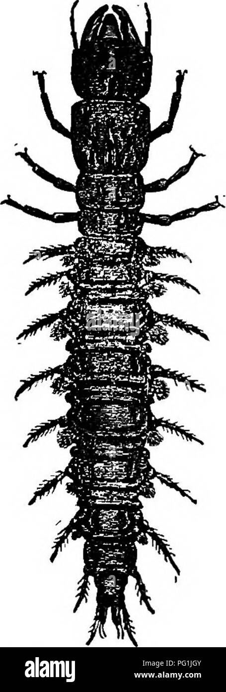 . La vie d'insectes ; une introduction à l'étude de la nature et un guide pour les enseignants, les étudiants et autres personnes intéressées par la porte de la vie. L'entomologie, l'étude de la Nature. Fig. 124.-A wa- ter-penny. L'eau-pennies (travail de terrain).-ces larves sont étranges, qui sont rarement reconnues comme des insectes par la jeune collecteur. Ils sont très plat, circulaire en contours, et environ cinq seizièmes de pouce de diamètre. Ils sont trouvés accroché à la face inférieure des pierres dans les cours d'eau rapide. Fig. 124 représente un considérablement augmentée. Ce sont les larves de coléoptères du genre Psephenus (PSE- phe'nus), et sont simplement mentionnés ici Banque D'Images