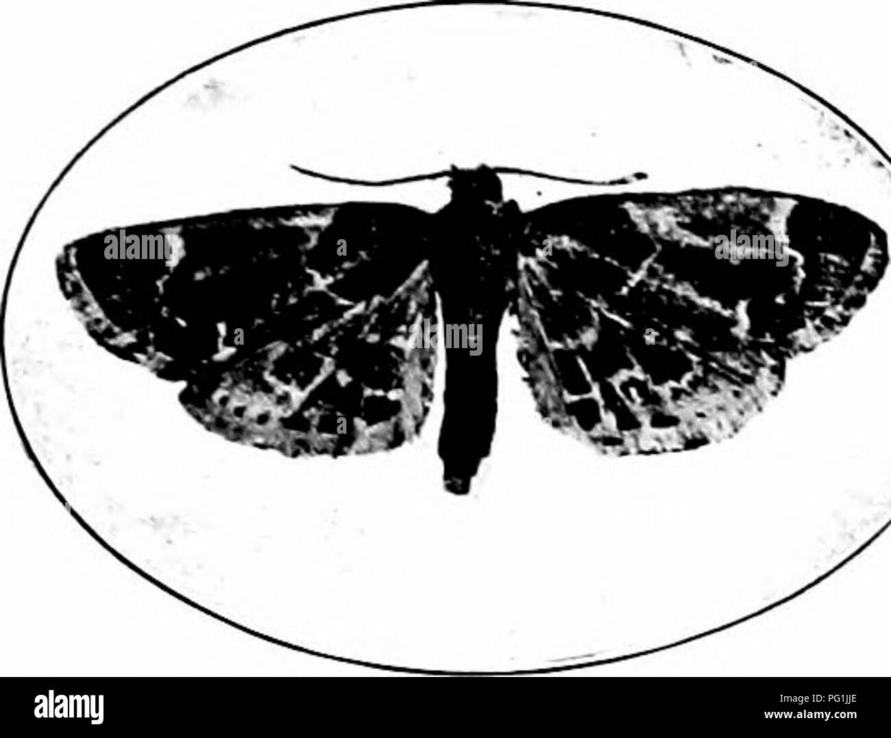 . Insectes nuisibles : la manière de reconnaître et de les contrôler . Les insectes nuisibles ; les insectes nuisibles. Les coléoptères et les charançons 363. Veuillez noter que ces images sont extraites de la page numérisée des images qui peuvent avoir été retouchées numériquement pour plus de lisibilité - coloration et l'aspect de ces illustrations ne peut pas parfaitement ressembler à l'œuvre originale.. O'Kane, Walter Collins, b. 1877. New York : The Macmillan Company Banque D'Images