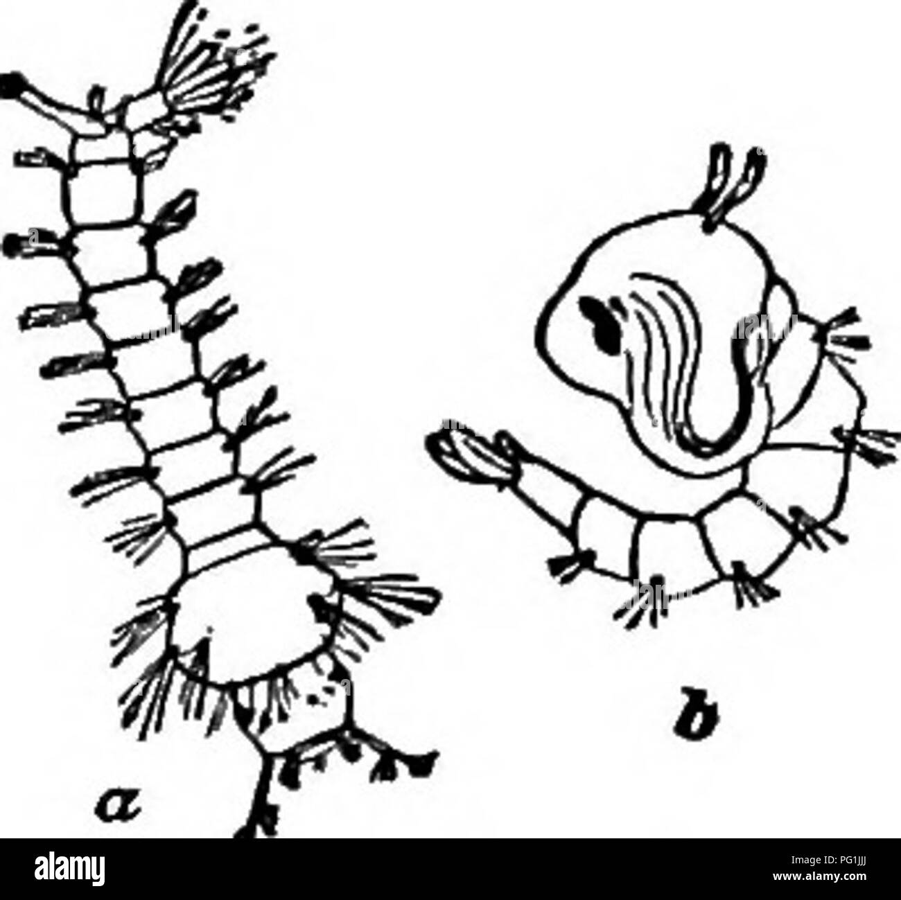 . La vie d'insectes ; une introduction à l'étude de la nature et un guide pour les enseignants, les étudiants et autres personnes intéressées par la porte de la vie. L'entomologie, l'étude de la Nature. 132 INSECTES. 39 places. Il y a deux formes d'entre eux : l'un sont les larves de moustiques, l'autre les nymphes des les mêmes insectes ; les deux sont représentées dans la Fig. 107. Recueillir certains gigoteurs et mettez-les dans un verre d'eau où vous pouvez les observer. Cet aquarium devrait être gardé couvert lorsque vous n'êtes pas étudiant les insectes. Le VBLR (/E de moustiques {Travaux scolaires).-Dans l'étude de l'gigoteurs commencent par les larves ; ce sont de la forme s Banque D'Images