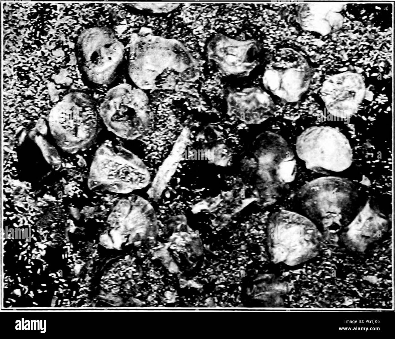 . Insectes nuisibles : la manière de reconnaître et de les contrôler . Les insectes nuisibles ; les insectes nuisibles. La mite méditerranéenne de la farine (Ephestia kuehniella Zell.) Cette imjwrted maintenant rants parasites comme l'un des plus destructeurs et problématiques des insectes infestent stocké la farine, le son, le sarrasin, le crack- ers, et céréales. C'est l'im- Stade de maturité d'une espèce d'expansion, gris duU environ un pouce. L'fuU larve mature est un demi-pouce de long, blanc, ornée de belles Fig. 56S. - Peau nymphale vide de l'espèce de grain. En- larged et grandeur nature. Orig- inal.. Fig. .569.-Travaux de la mite méditerranéenne de la farine. Originaux Banque D'Images