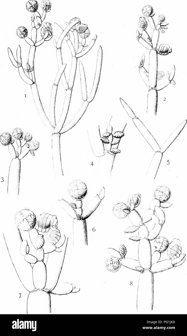 . Les Britanniques Charophyta. Characeae. 0 PLAQUE X.. ". B.-yr.Sr M.G.DTL. NITELLA. SPANIOCLEMA Veuillez noter que ces images sont extraites de la page numérisée des images qui peuvent avoir été retouchées numériquement pour plus de lisibilité - coloration et l'aspect de ces illustrations ne peut pas parfaitement ressembler à l'œuvre originale.. Groves, James ; Bullock-Webster, George Russell, 1858- coauteur. Londres, la Ray Society Banque D'Images