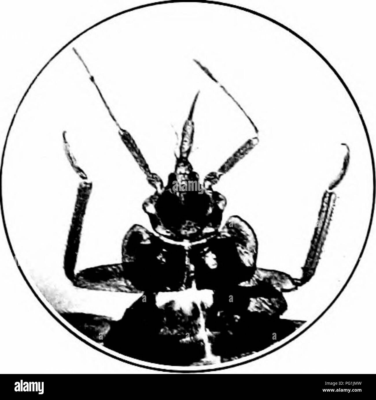 Ce guide fournit des méthodes pour identifier et contrôler les insectes nuisibles communs, avec un accent particulier sur les punaises de lit. Il décrit des stratégies de lutte, y compris l'utilisation de gaz acide cyanhydrique, d'essence et d'autres traitements pour éradiquer les infestations. Banque D'Images