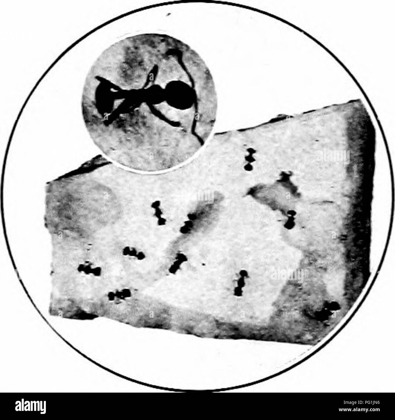 . Insectes nuisibles : la manière de reconnaître et de les contrôler . Les insectes nuisibles ; les insectes nuisibles. 352 PZSTS DU MÉNAGE AXD produits stockés. Fig. 555. - La petite fourmi rouge. En- larged et grandeur nature. Original. maisons et est un ravageur intolérable. Dans ce cas, il n'est pas possible de chasser et de détruire les nids parce qu'ils sont faits en con- ceivable- jamais lieu. Le plan consiste à établir de nombreuses d'un suppUes, diluer le poison à action lente, qui non seulement les fourmis nourriture manger mais gagner.' retour à la niche et flux à l'yoting. À l'aide d'un poison dilué la colonie elle-même est exterminer lentement Banque D'Images