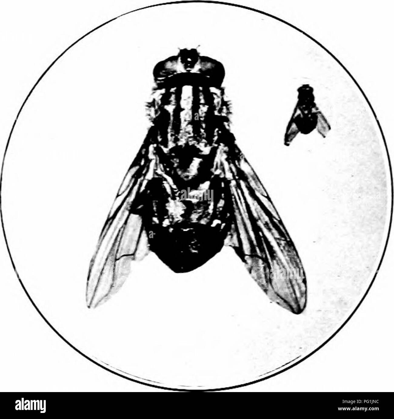 . Insectes nuisibles : la manière de reconnaître et de les contrôler . Les insectes nuisibles ; les insectes nuisibles. Le HOUSEBOLD 350 ravageurs des produits entreposés de DMPS, mais en plus nous devons nous tourner vers l'élevage (en particulier tas de fumier. Usualh» plan la plus réaliste de la prise en charge de ces est d'infermeture ou autre écran. Si l'mantire peuvent être retirés une fois par semaine, les mouches ne peuvent pas terminer leur cycle de vie en elle. Un moyen efficace d'empoisonnement de mouches qui ont déjà obtenu un accès à une chambre est comme suit : Ajouter deux cuillerées à soupe (1 once) de 40  % de formol à une pinte (16) oimces de sweet nulk, ou de parties égales Banque D'Images