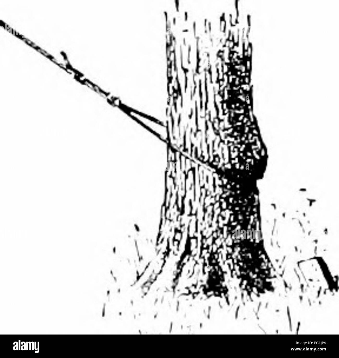 Ce manuel de jardinage offre des conseils pratiques sur l'entretien des arbres, y compris les techniques appropriées pour scier de gros membres. Il met l'accent sur les méthodes pour prévenir les dommages, promouvoir une croissance saine et assurer la longévité des plantes de jardin maison. Banque D'Images