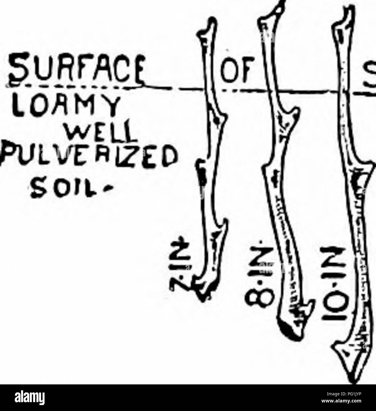 Ce guide pratique fournit un aperçu des techniques de jardinage, couvrant l'aménagement paysager domestique, la culture de fleurs, le jardinage de légumes et l'entretien des arbres fruitiers. Il détaille les méthodes de propagation, la plantation saisonnière, la gestion des sols et la lutte antiparasitaire, offrant des connaissances essentielles pour les jardiniers à domicile. Banque D'Images Ce guide pratique fournit un aperçu des techniques de jardinage, couvrant l'aménagement paysager domestique, la culture de fleurs, le jardinage de légumes et l'entretien des arbres fruitiers. Il détaille les méthodes de propagation, la plantation saisonnière, la gestion des sols et la lutte antiparasitaire, offrant des connaissances essentielles pour les jardiniers à domicile. Banque D'Images