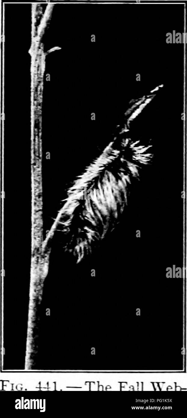 . Insectes nuisibles : la manière de reconnaître et de les contrôler . Les insectes nuisibles ; les insectes nuisibles. FiG. 440. :2-Masse de la ri L5T- Tu.ssor-k du pêcher. Original. ment avec la mousse. Les femelles adultes sont aptères, à la recherche un peu comme les araignées gris. Elles apparaissent et pondent leurs œufs à la fin de l'été d'ITT. Les moyens les plus simples de contrôle est de pulvériser avec arsenicaux, poison, soit vert de Paris ou de l'arséniate de plomb. Les masses peuvent être détruits lorsque trouvés par les peindre avec de la créosote. Quelquefois les arbres sont bagués à la cnt l'invasion d'insectes entre eux à partir d'un uncarei ljy.l-d ])remises. Tisseuse de l'automne je Hyphantria cunca D Banque D'Images