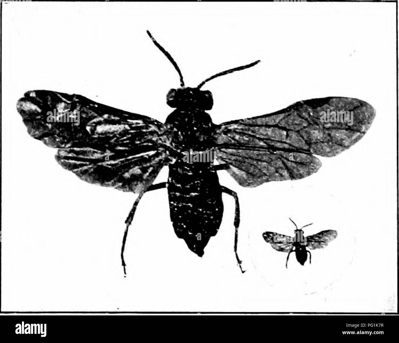 . Insectes nuisibles : la manière de reconnaître et de les contrôler . Les insectes nuisibles ; les insectes nuisibles. Fig. 421. - Larve de la tenthrède du framboisier. L'original. Fic. 422. -La tenthrède du framboisier. La taille naturelle et élargie. Orig- inal. épines, wliich sont sombres sur son dos mais la lumière sur les côtés. Quand ma- ture, les vers entrez le sol, et y restent jusqu'à ce que le printemps, lorsque la transformation de la tenthrède adultes a lieu. Paris vert ou ar- sénat de plomb peut être utilisé pour empoisonner les vers jusqu'à ce que les fruits soient fixés. Après que l'utilisation l'hellébore. La tenthrède du raisin (Vitis) Selandria dire verdâtre ou yellomsh les limaces, Banque D'Images