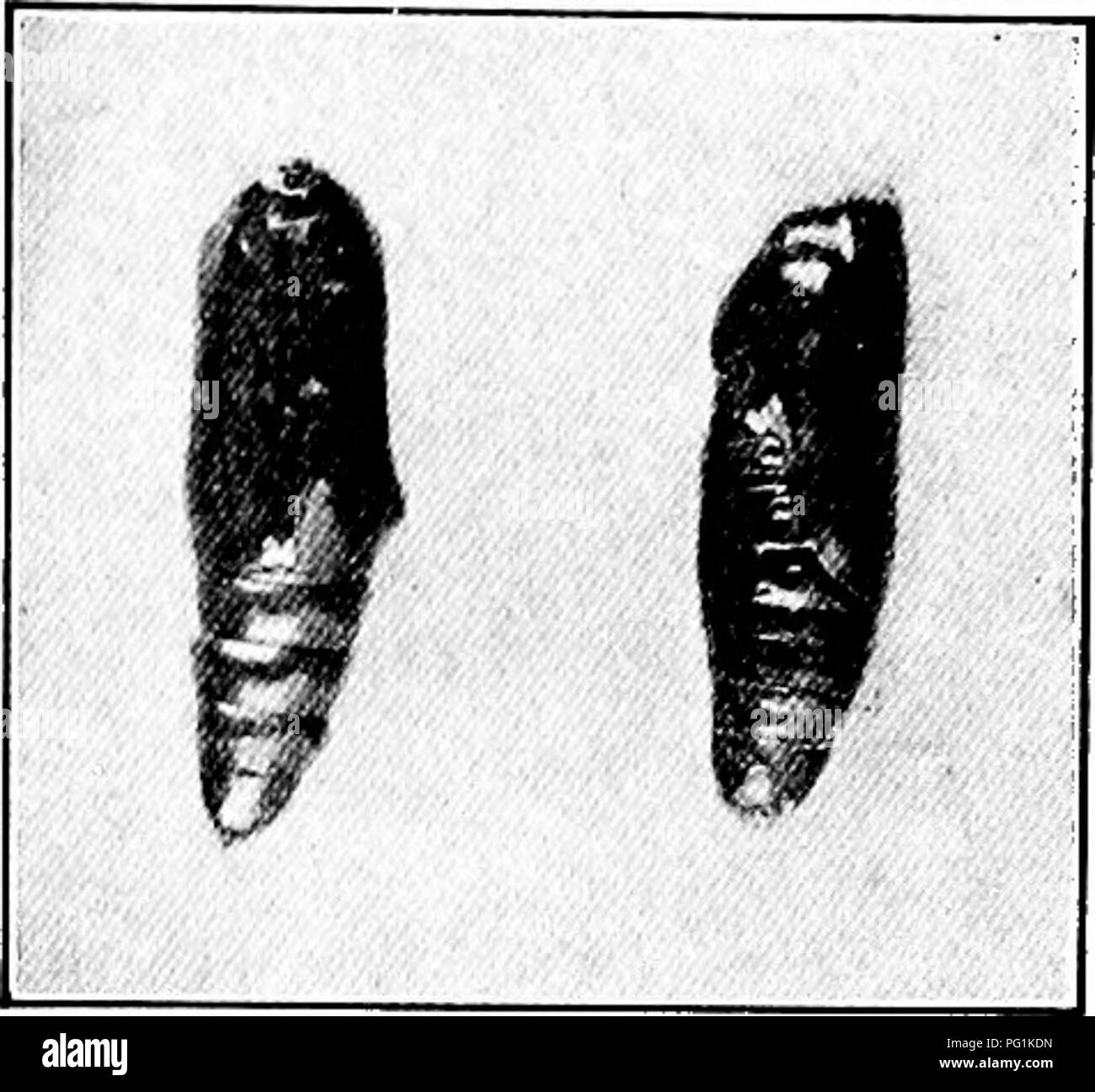Ce document fournit des détails sur l'impact des insectes du coton sur les cultures. Il explique comment l'application de poisons à base d'arsenic, tels que le vert de Paris, peut éliminer efficacement les petits vers de coton au début de leur cycle de vie. Il souligne l'importance d'une application rapide, en particulier lorsque le maïs commence à durcir, pour une lutte optimale contre les ravageurs dans la culture du coton. Banque D'Images