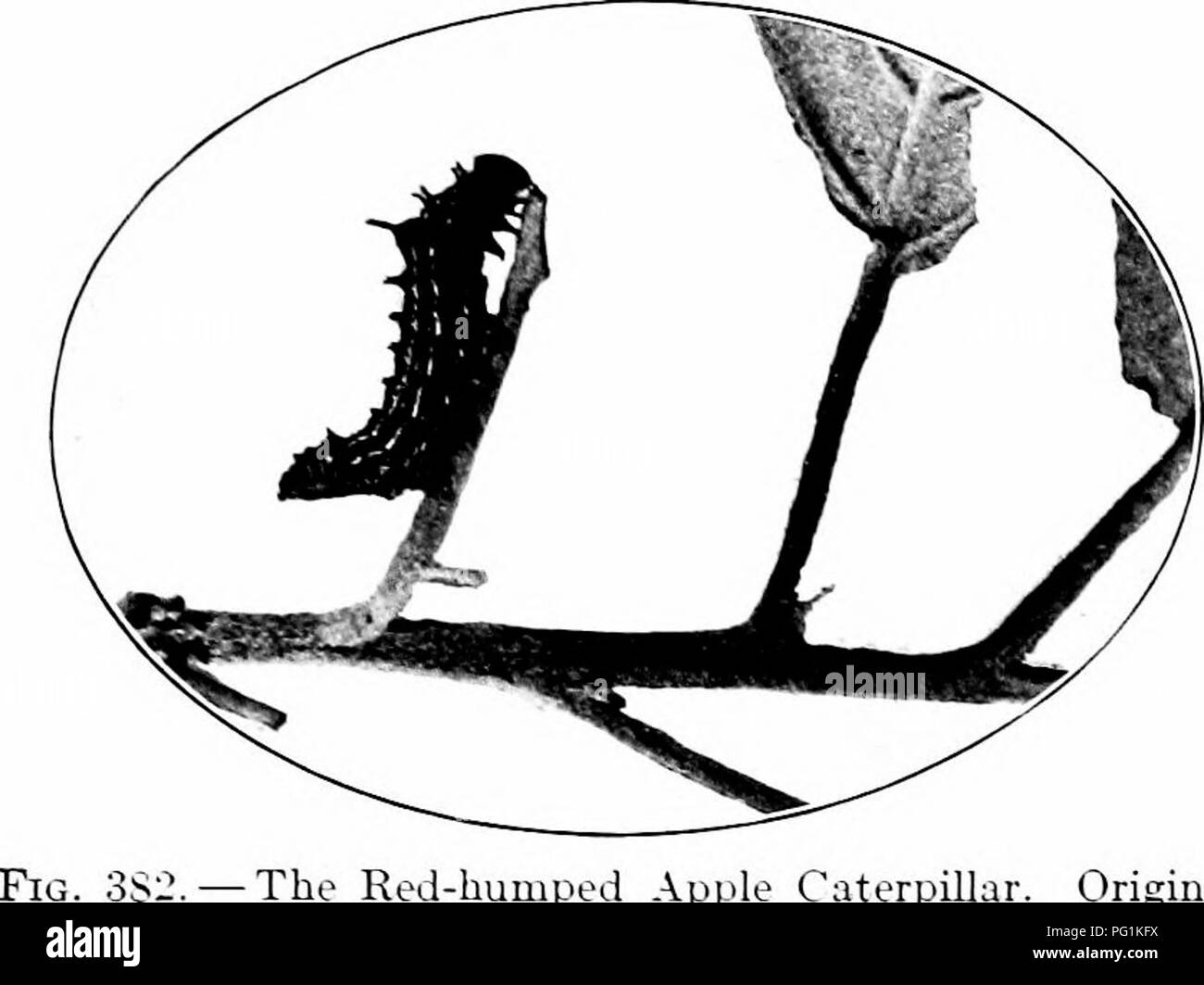 . Insectes nuisibles : la manière de reconnaître et de les contrôler . Les insectes nuisibles ; les insectes nuisibles. De grandes colonies 271 CATEBPILLAES IX d'alimentation rouge l'Arctique et Caterpillar Apple (Schizura concinna S. et A.). L'Arctique et Rouge Ap[&gt;le Caterpillar. L'original. TMs espèce a les mêmes habitudes de vie et, en tant que précédent. Elle est abondante à la fin de l'sununer, et se nourrit dans les colonies. Comme les autres, il secoue sa tête et queue en l'air en situation d'alerte. Le corps du chat- mant est épineux, et est marquée avec de fines rayures étroites, d'lilack et yel- faible. Une courte distance en arrière de la tête est une bosse qui est conspicu- ou Banque D'Images