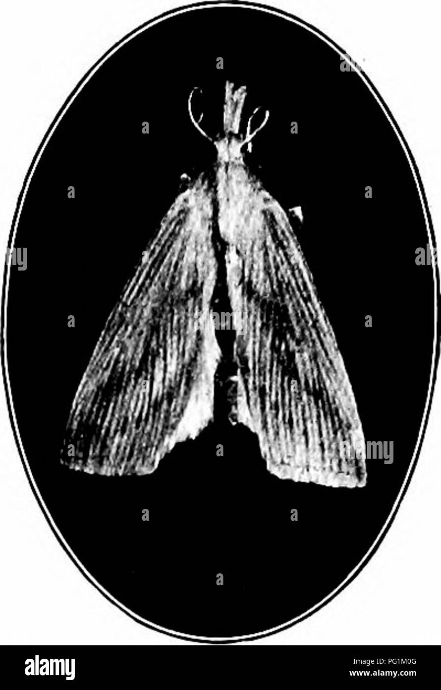 Ce guide identifie les insectes nuisibles nuisibles qui endommagent les cultures de jardin et de plein champ, comme la pyrale de la canne à sucre. Il fournit des conseils pratiques sur la reconnaissance des ravageurs et le contrôle de leur impact, avec des méthodes spécifiques de gestion des infestations dans les milieux agricoles. Banque D'Images