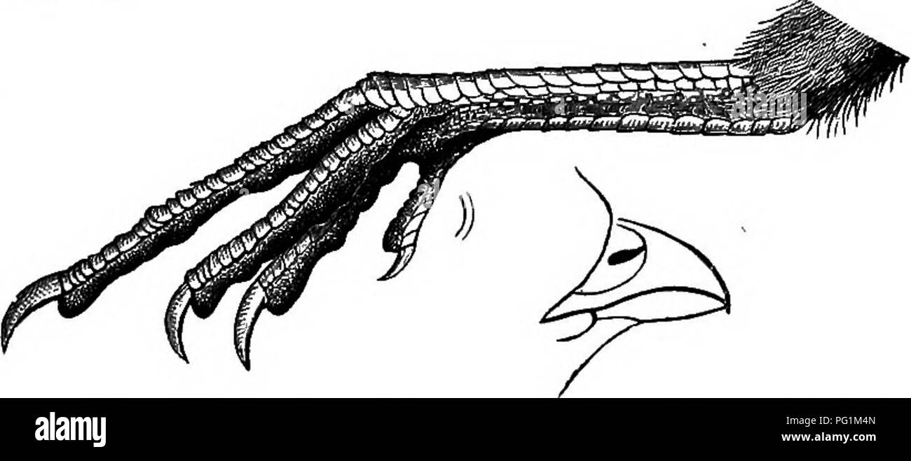 . Clé d'oiseaux de l'Amérique du Nord. Contenant des indications succinctes sur chaque espèce d'oiseau vivant et fossile connu à l'heure actuelle du continent au nord de la frontière du Mexique et des États-Unis, y compris le Groenland et Basse Californie, avec qui sont intégrées d'ornithologie générale : un aperçu de la structure et la classification des oiseaux ; et de l'ornithologie de terrain, un manuel de la collecte, la préparation et la conservation des oiseaux. Les oiseaux ; les oiseaux. - TETBAONIDm ODONTOPHOBINJE PABTBIDGE : OB8 caille. 589 210. Une quarantaine d'espèces sont connues. Dans les habitudes, ils conviennent plus ou moins complètement avec le célèbre Bob-blanc. Ou Banque D'Images