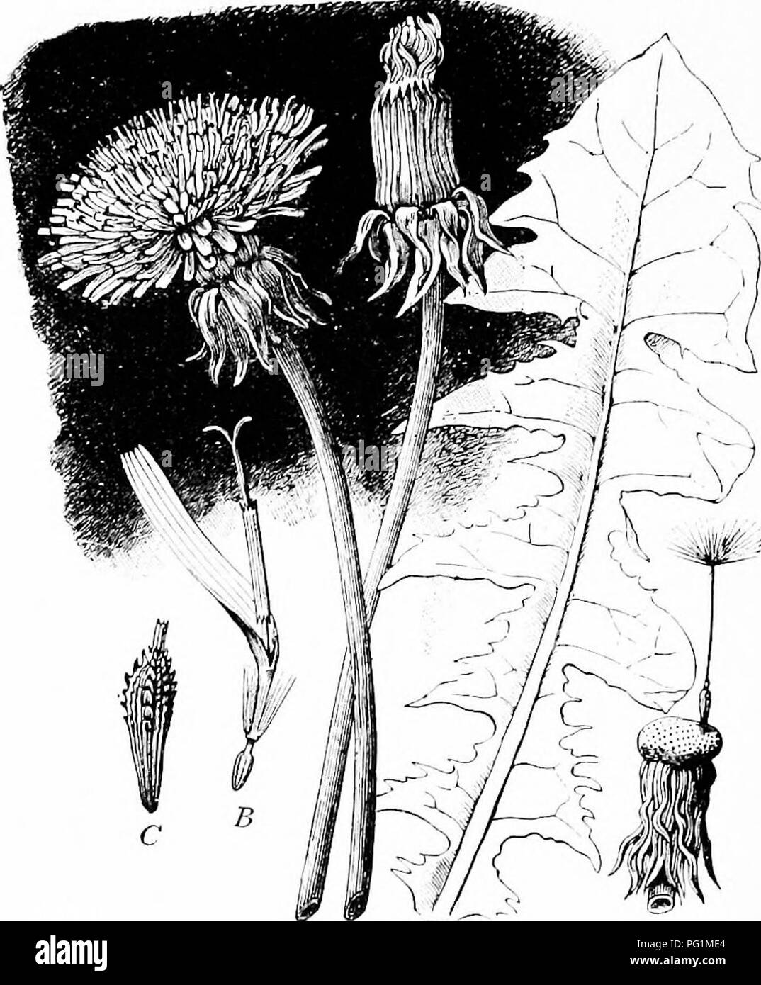 . Un texte-livre de botanique pour les écoles secondaires. La botanique. 312 un texte-livre de botanique certaines des formes bien connues, que ce soit sauvage ou en nature, sont culti ironweed, .ageratum, Blazing Star, Houghton, Daisy, aster, éternelle, rosinweed (boussole), rag-. A 1) Fig. 299.-le pissenlit : un, deux atalka de fleurs, une tête d'être fermé et montrant l'involucre double, l'autre ouvert et montrant toutes les corolles en forme de tresse ; B, seule fleur ; C, akene ; D, réceptacle, avec un seul palier de pappus akene.- Après Strasburger. lutte contre les mauvaises herbes, cockle-bur, zinnia, tournesol, dahlia, cosmos, mari- or, chrysanthème, tanaisie, Banque D'Images