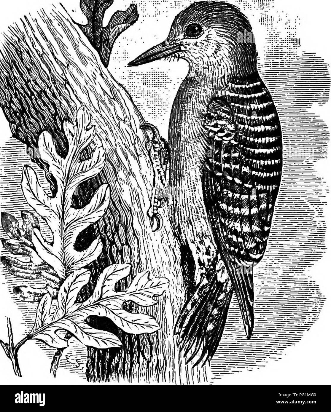 . Clé d'oiseaux de l'Amérique du Nord. Contenant des indications succinctes sur chaque espèce d'oiseau vivant et fossile connu à l'heure actuelle du continent au nord de la frontière du Mexique et des États-Unis, y compris le Groenland et Basse Californie, avec qui sont intégrées d'ornithologie générale : un aperçu de la structure et la classification des oiseaux ; et de l'ornithologie de terrain, un manuel de la collecte, la préparation et la conservation des oiseaux. Les oiseaux ; les oiseaux. 488 UN SYSTÈME TIC SYNOPSIS. PICABIM PICIFOBMES â â. L'analyse des espèces. Rougissement du ventre jaune ; pas sur la tête ; (f ensemble rouge de la couronne ; $ nuque ca rolimua 450 rouge/Ventre crier Banque D'Images