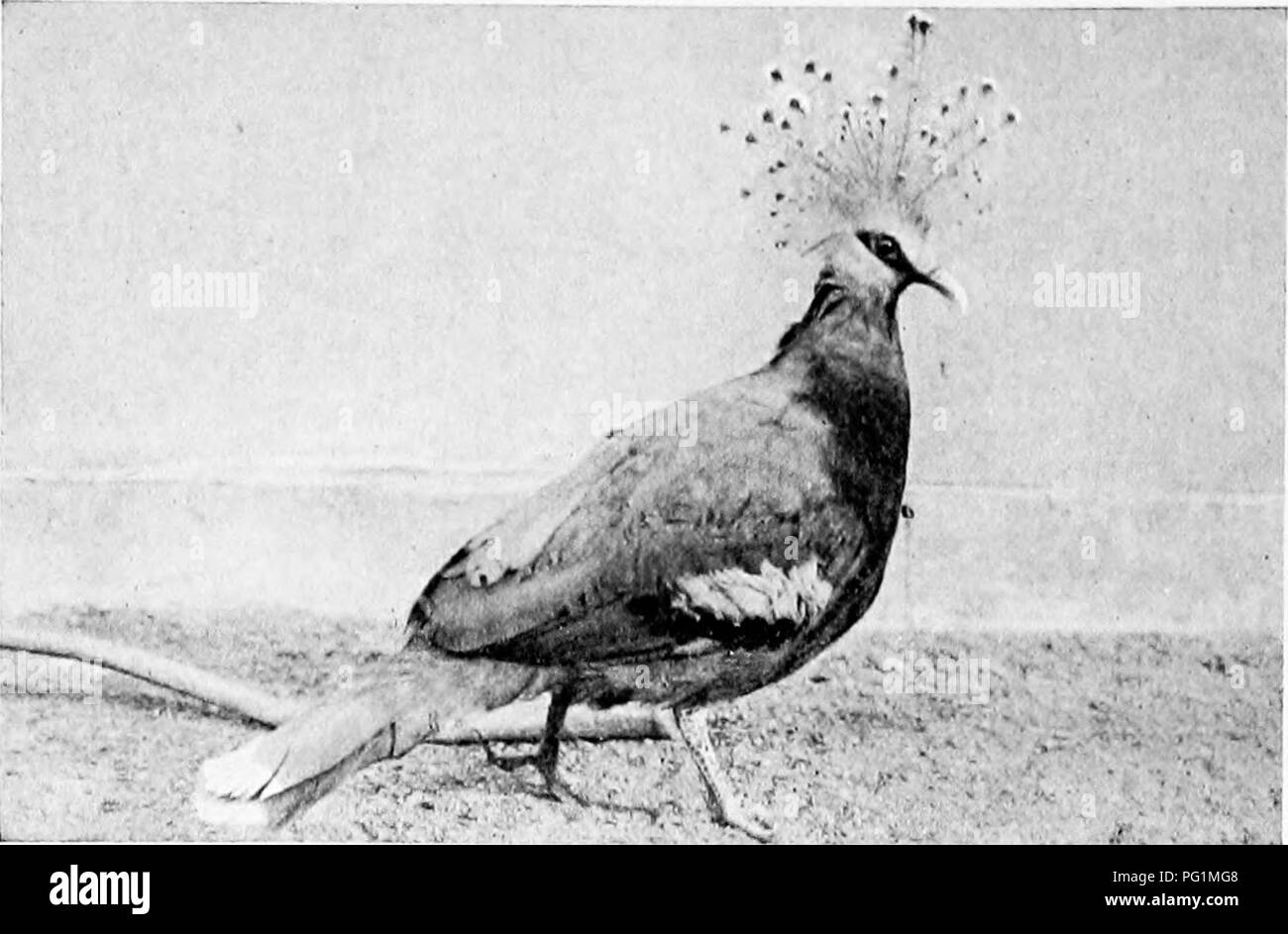 Cette image est tirée d'un guide du parc zoologique de New York, détaillant les diverses expositions animales, y compris une collection diversifiée d'oiseaux tels que les canards des bois, les canards mandarins, les écumeurs noires et les sternes. Le guide fournit des descriptions de ces espèces et de l'exposition en cage volante du parc, soulignant son rôle dans les efforts de conservation des oiseaux du zoo. Banque D'Images