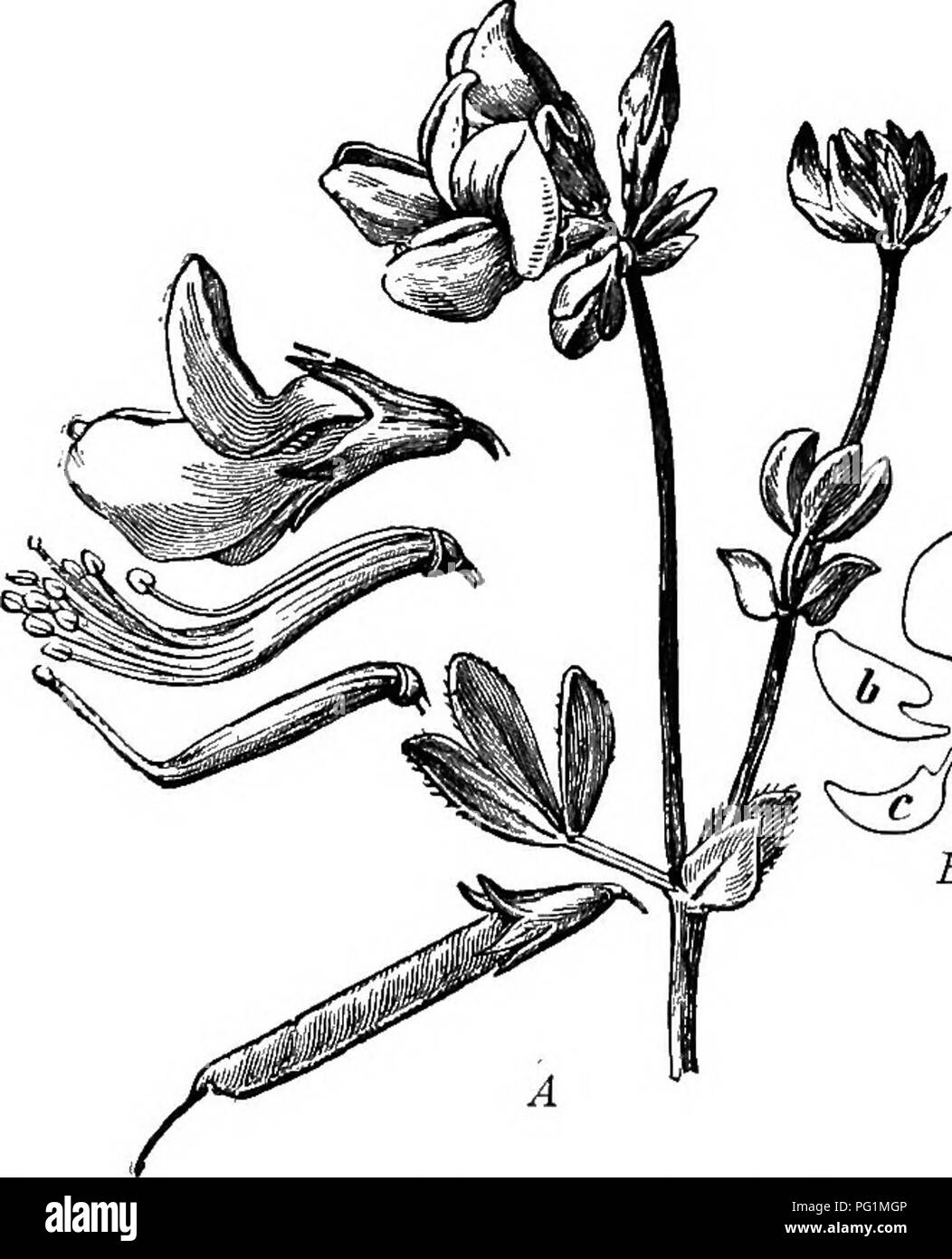 Ce manuel de botanique décrit la famille légumineuse des plantes, mettant en évidence des exemples courants comme le pois doux, la wisteria et le lupin. L'illustration représente une plante légumineuse, montrant ses fleurs et ses gousses, ainsi que la séparation des pétales pour révéler la norme, les ailes et la quille, caractéristiques fondamentales de la structure reproductrice de la plante. Banque D'Images
