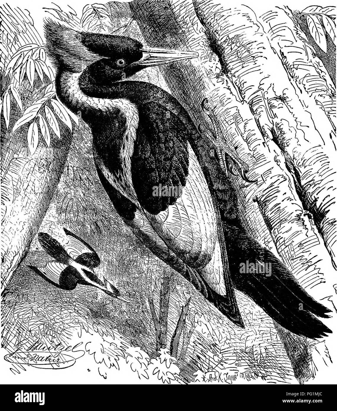 . Clé d'oiseaux de l'Amérique du Nord. Contenant des indications succinctes sur chaque espèce d'oiseau vivant et fossile connu à l'heure actuelle du continent au nord de la frontière du Mexique et des États-Unis, y compris le Groenland et Basse Californie, avec qui sont intégrées d'ornithologie générale : un aperçu de la structure et la classification des oiseaux ; et de l'ornithologie de terrain, un manuel de la collecte, la préparation et la conservation des oiseaux. Les oiseaux ; les oiseaux. 478 UN SYSTÈME TIC SYNOPSIS. ^ PICIFOBMES - PICABI -. durée de l'espace extra-doigt postérieur, sont des personnages qui diminuent ou disparaissent en même temps que nous passons de l'ivoire-bUl extr Banque D'Images