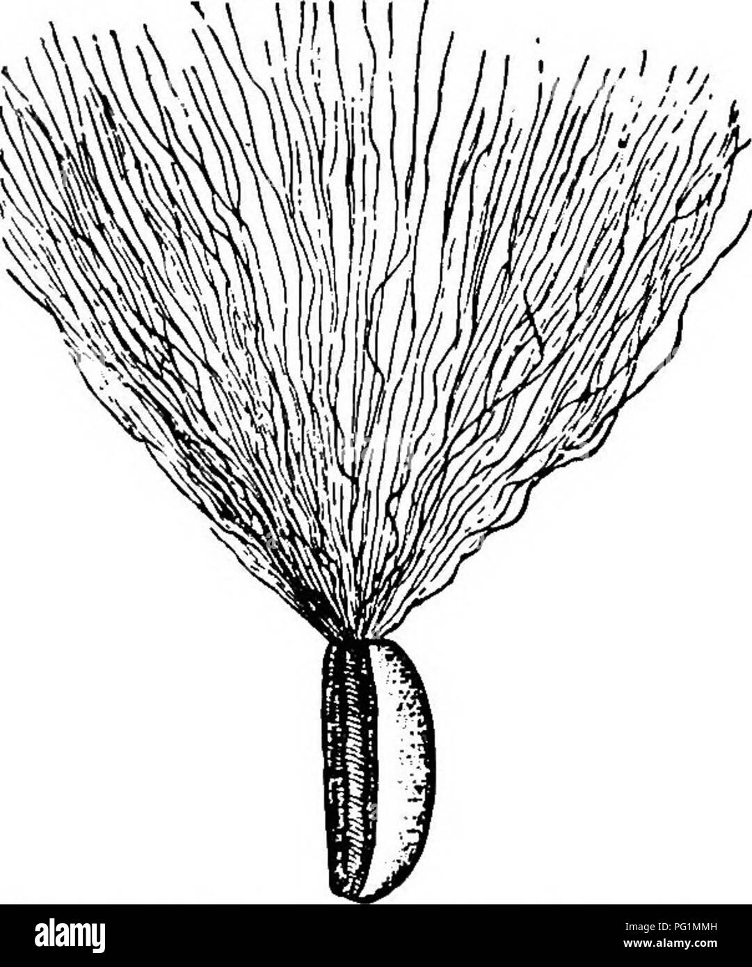 Touffe De Poils Banque d'image et photos Alamy