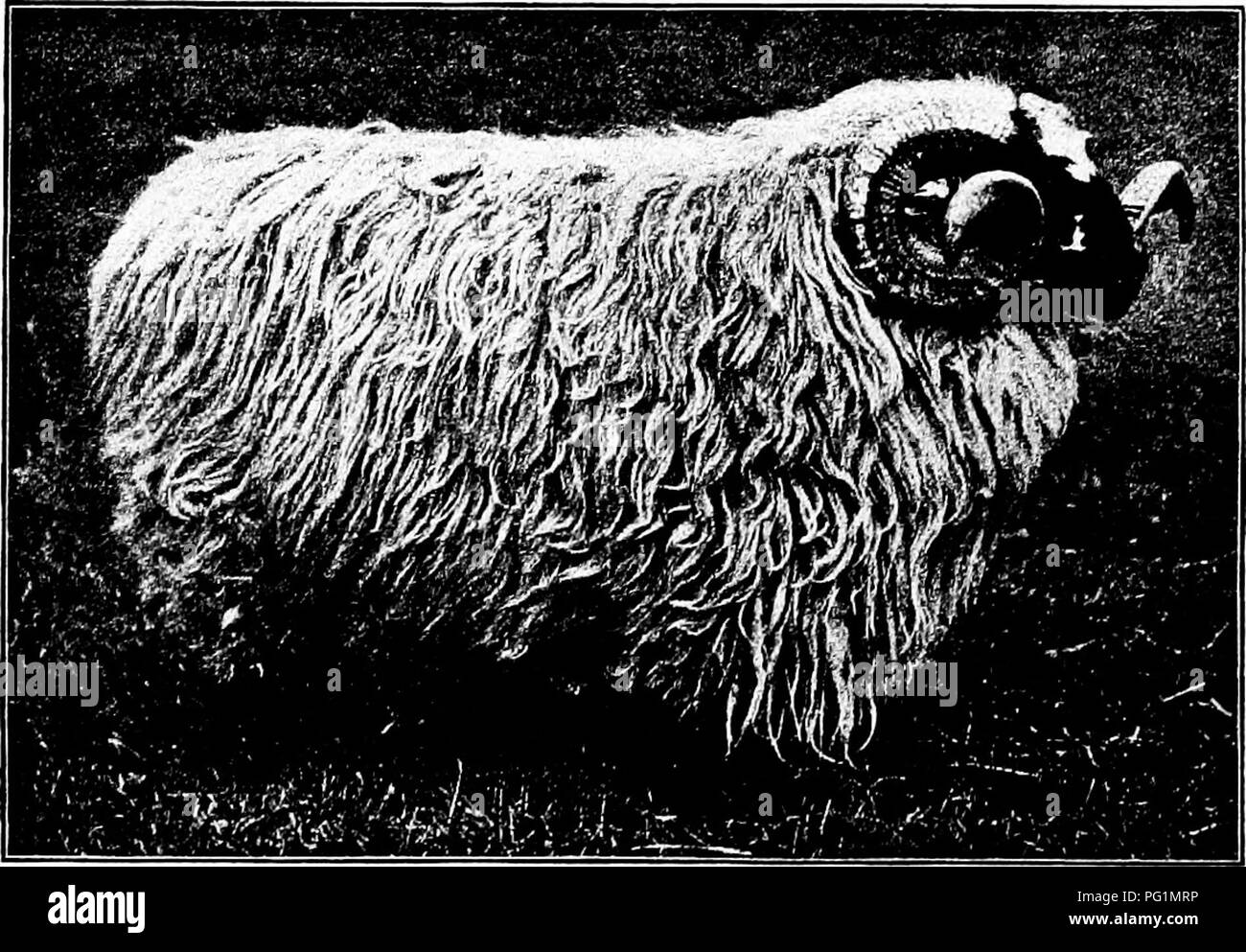 . Types et races d'animaux de ferme . Le bétail. Chapitre LXII LA FACE NOIRE HIGHLAND La maison natale de Black face Highland moutons est le plus élevé de l'Écosse, section surtout dans les Highlands, dans les comtés de Perth et Dumbarton. Ici, cette race a été produites sur le collines recouvertes de bruyère, où les hivers sont rudes et froid, certainement l'un cent vingt-cinq ans ou plus. L'origine de la face noire des moutons des Highlands est inconnue. Les moutons de ce genre ont été connus pour une longue période de temps. Fig. 212. Une face noire Highland ram, premier prix dans la classe à la Royal Agricultu Banque D'Images