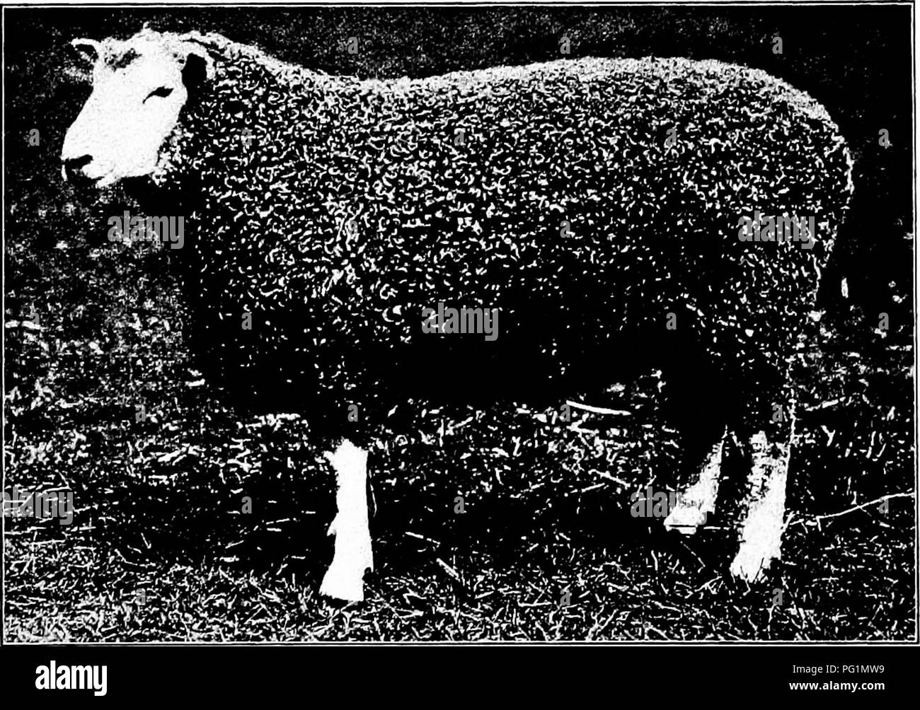 . Types et races d'animaux de ferme . Le bétail. 430 moutons dans différentes régions de l'Angleterre et l'Europe, et lui a versé de grosses sommes pour les voitures de son béliers, il est la première personne de publier cette coutume. Un article dans les annales de l'Agriculture en 1787 lui laissant trois rapports rams pour 1200 guinées (^6000), et qu'on lui avait offert 1 000 guinées pour vingt brebis et l'a refusé. Bakewell est mort en 1795. Le Leicester que de l'amélioration par lui conserve à jour bon nombre des caractéristiques d'origine, même s'il peut être un peu plus petit et plus raffinée. Son. Fig. 200. Une mémoire RAM de 1 an de Leicester, premier prix de cla Banque D'Images