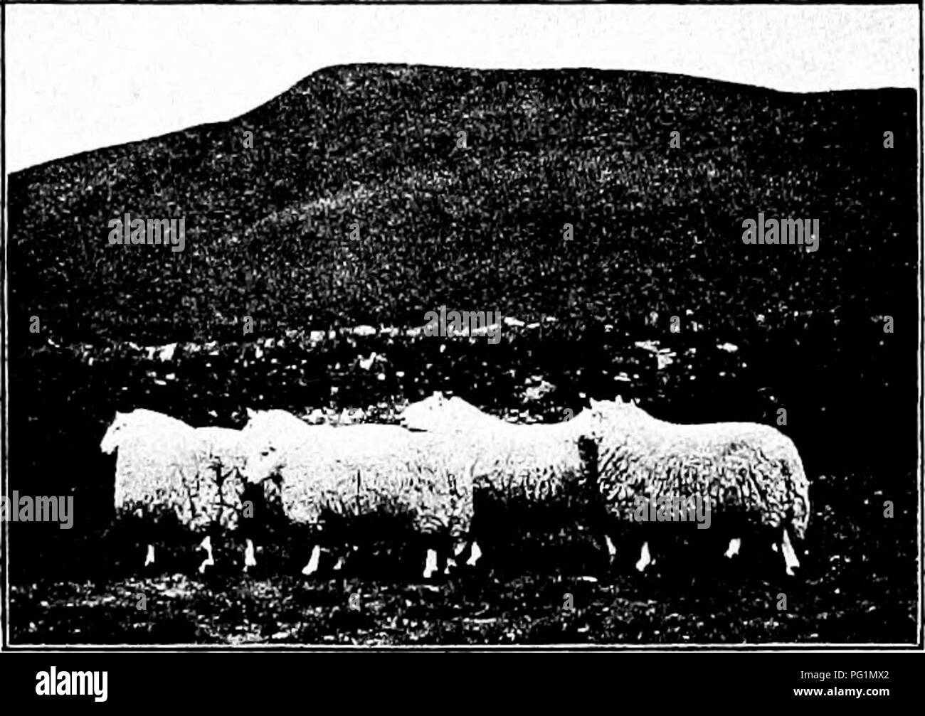 . Types et races d'animaux de ferme . Le bétail. 4i8 de la Cheviot moutons comme un producteur de laine n'est que juste. Les toisons manque de poids, bien qu'ayant la qualité très satisfaisante, la laine- apporter un prix égal à l'un des moyennes de la classe. Vingt-cinq éleveurs Cheviot donner le poids moyen de toisons dans leurs élevages comme allant de yl à 11 livres par fleece pour les béliers, et 6 à 9 livres pour les brebis. Wallace, une bonne moyenne pour les brebis clip est 4^ à 5 livres de laine lavée. Les toisons de Cheviot auparavant semblait quelque peu ouvert et long, et la race a été par ignorance évoquée par certains comme une longue Banque D'Images