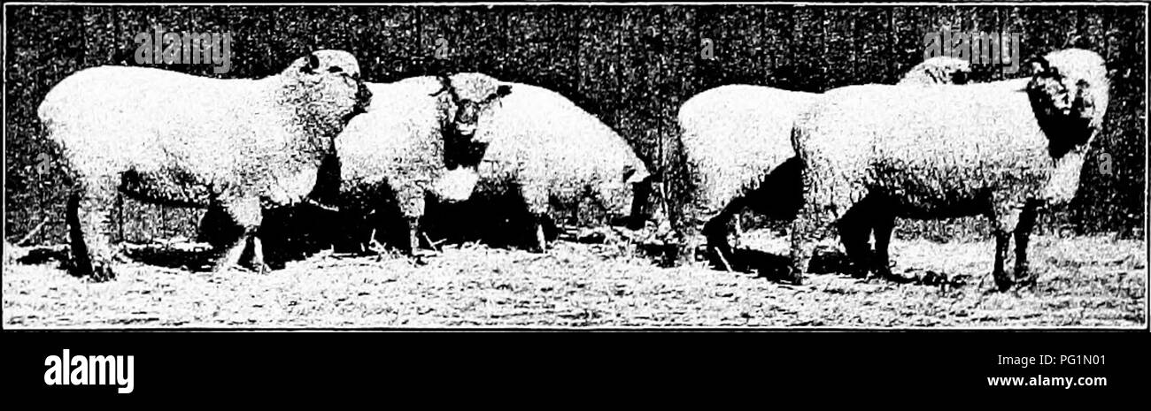 . Types et races d'animaux de ferme . Le bétail. Troupeau de moutons 392 livre, l'auteur a trouvé 13 659, ou 59,2  %, de naissance unique ; 9053, soit 39,2  %, enregistrée comme jumeaux ; et 315, ou 1,3  %, car cette fiche de triplets, couvrant les années 1890 à 1899. Le Shropshire comme moutons de rangs, mais juste. Il est particulièrement adapté aux régions où les pâturages sont supérieures, mais il n'est pas aussi bien adapté à des zones accidentées, ni à clairsemée comme pâturage le Merino, Southdown, ou mine Cheviot. C'est distinctement adapté à la ceinture de maïs de l'Amérique, où elle est plus abondante. Il est également bien adapté à l'bett Banque D'Images