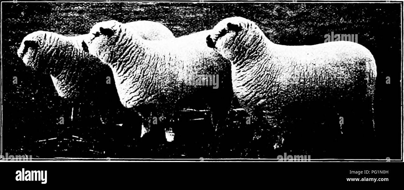 . Types et races d'animaux de ferme . Le bétail. Le SHROPSHIRE 391 les croise ou grade Shropshires sont aujourd'hui l'un des types les plus communs de mouton moutons trouvés sur le marché. Shrop- shire béliers utilisés sur les brebis, les agneaux de fournir une classe tant désirée, d'engraissement facilement, pas trop grandes, et rentable des tueurs. Dans la vallée du Mississippi membres Shropshire notes sont les moutons mérinos à l'extérieur des communautés. Un Shropshire ram-Merino brebis croix est également un très bénéfique d'un point de vue de mouton. Utilisé sur la qualité de la laine de brebis, un plus petit, mieux mutton sheep les résultats, avec une plus profitab Banque D'Images