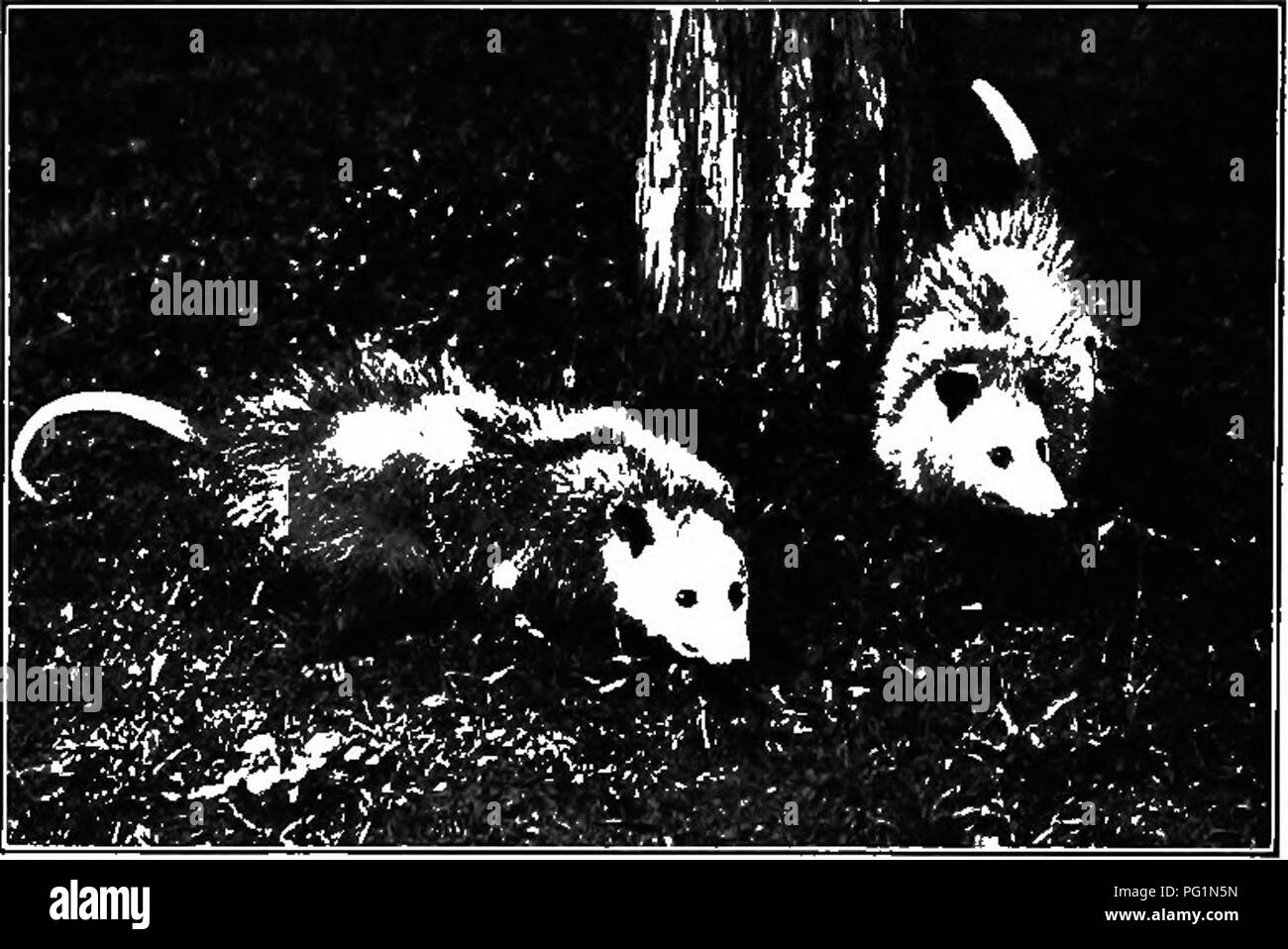 . L'American natural history ; une base de connaissances utiles de les animaux supérieurs de l'Amérique du Nord. L'histoire naturelle. L'OPOSSUM L'OPOSSUM 165 FAMILLE, Diddphyidae. Le nouveau monde contient plus de 20 espèces d'animaux omnivores, de taille variable à partir d'un grand chat à un petit rat, généralement fournis avec de longs poils, qui sont entièrement préhensile, et toujours bien doublés de fine et abondante chevelure. Dans toutes les espèces sauf quelques-uns, la femelle la pos- sesses pochette abdominale dans laquelle chaque mar- supial femme a droit, mais chez certaines espèces, il est soit rudimentaires ou défaut. Entièrement Ces un Banque D'Images