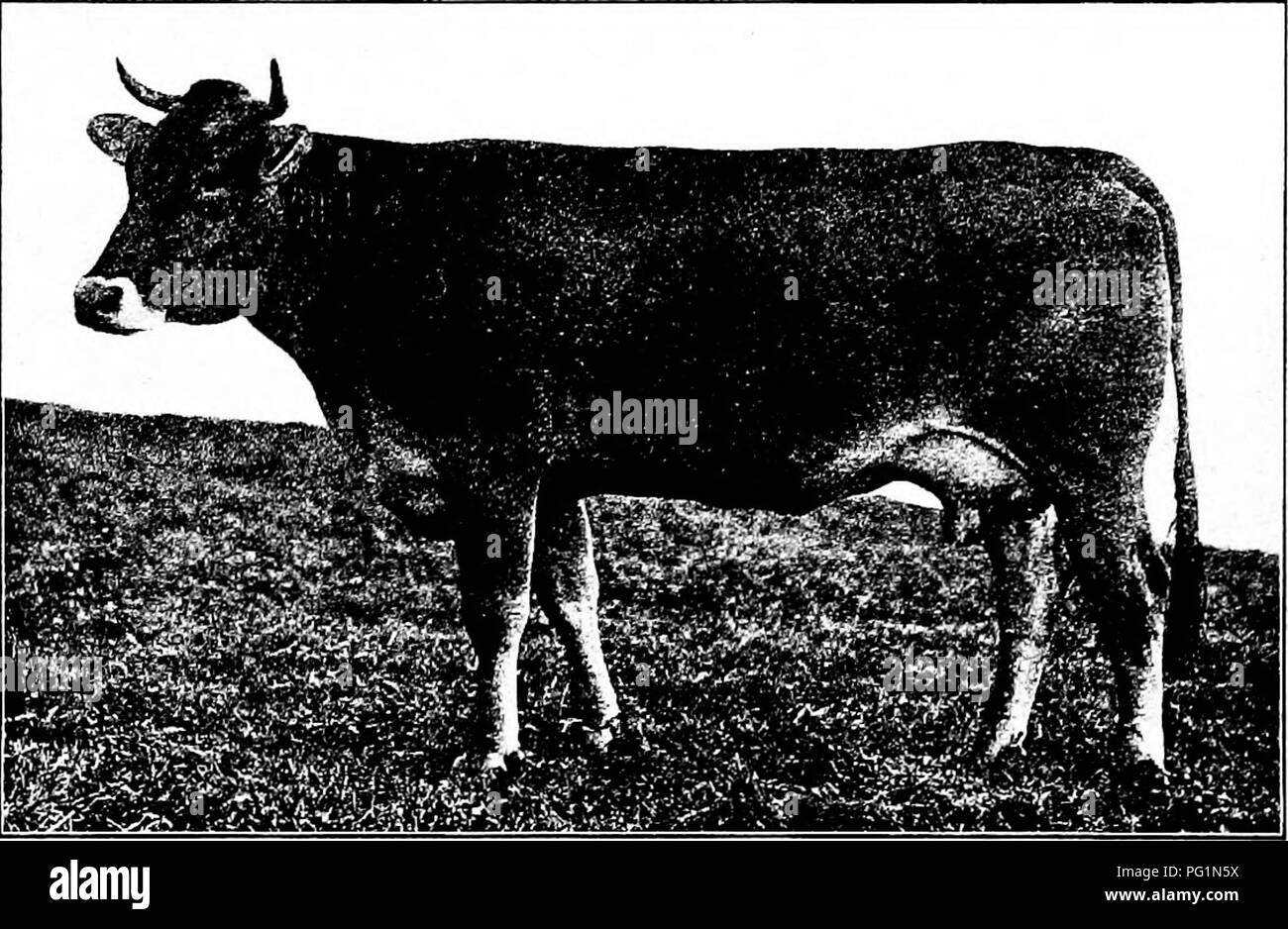 . Types et races d'animaux de ferme . Le bétail. La BROWN SWISS 329 M. Kiihn de Degersheim, où 40 vaches supérieure était en moyenne de 17 à 20 litres de lait par jour. Dans l'essai de produits laitiers panaméricaine en 1901 les cinq vaches suisse était troisième au total solides du lait produit, huitième dans le résultat net de matières grasses, et quatrième en livres de lait produit, d'être dépassé dans la production de lait par l'Ayrshire et Holstein, Shorthorn, respectivement. Dans le résultat net au cours des six mois de tester le rang le plus élevé atteint par un suisse parmi cinquante têtes de dix races était dix-neuvième, la vache Bell T. montrant un bénéfice net de 41 $. Banque D'Images