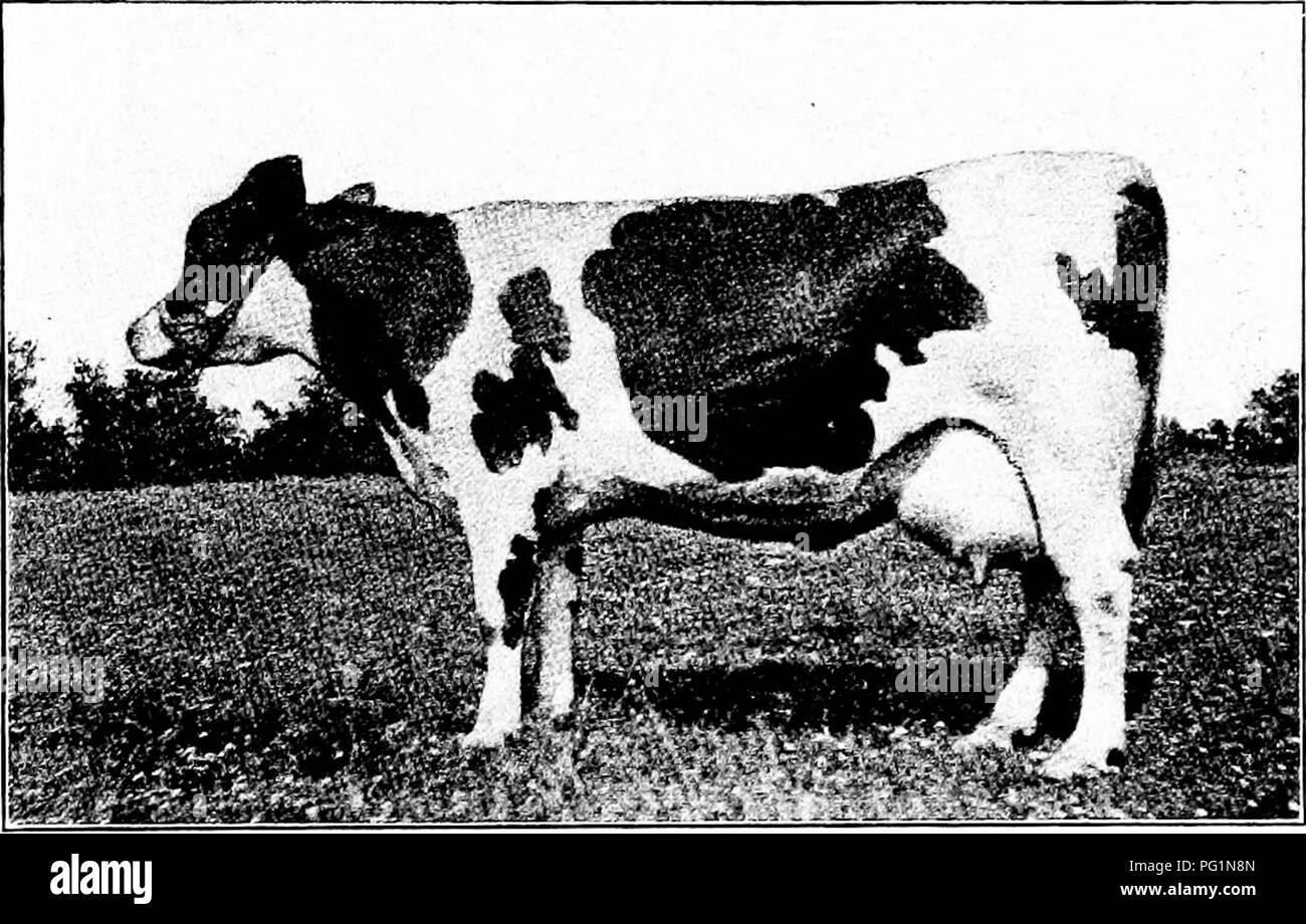 Cette entrée décrit la race Holstein-Friesian, connue pour sa production laitière élevée. Il couvre des individus notables comme Alta Posch 1882, qui a atteint un record de 27 livres de lait par jour. La race est couramment testée pour la teneur en matière grasse du beurre, avec une moyenne de 3,4% dans un test laitier de 120 jours. Banque D'Images