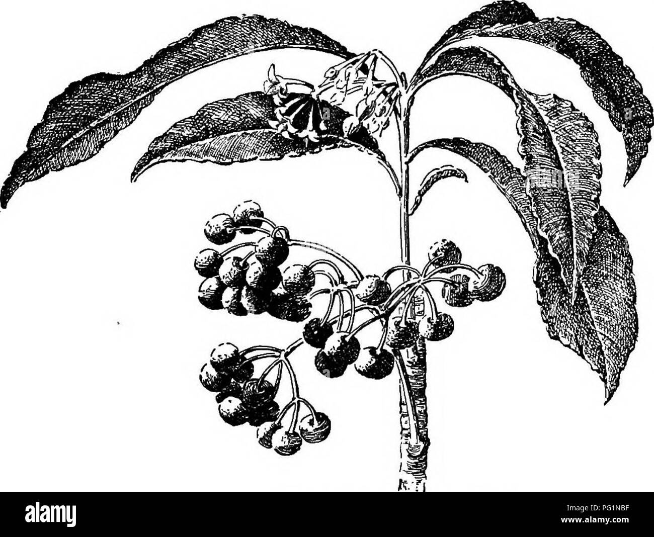 . Cyclopedia of American horticulture, comprenant des suggestions pour la culture de plantes horticoles, les descriptions des espèces de fruits, légumes, fleurs et plantes ornementales vendues aux États-Unis et au Canada, ainsi que des notes biographiques et géographiques. Le jardinage. 92 AEECA ARDISIA un PEA. Lvs. Ensemble, denté ou crénelés, épais et jamais- vert : slj. blanc ou rose, habituellement en cymes. Ardisias sont cultivées dans des serres ou vérandas, Bloom et la plupart de l'année. Il y a environ une douzaine d'Ardisias en culture ; seulement deux, cependant, sont cultivés en quantité en Amérique,-jl. crenula Banque D'Images