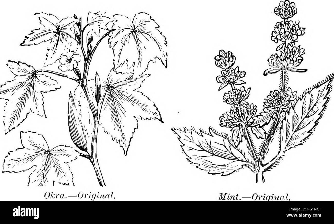 La cataire en est une 6 lettres