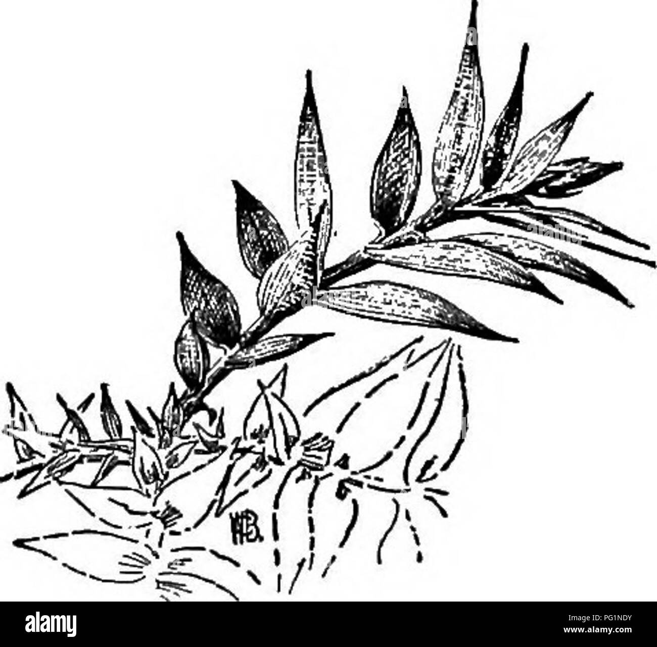 . Cyclopedia of American horticulture, comprenant des suggestions pour la culture de plantes horticoles, les descriptions des espèces de fruits, légumes, fleurs et plantes ornementales vendues aux États-Unis et au Canada, ainsi que des notes biographiques et géographiques. Le jardinage. 90 ARCHONTOPHCENIX ARAUCARIA 7'".y 132. Araucaria excelsa (X ^Q.. 133. Araucaria Bidwillii (X K). 150 pi., et est connu sous le nom de Bunga-bunga. R.H. 1897, p. 500. G.C. III. 15 : 465, montrant l'ananas-comme cône. -L'un des meilleurs et des plus beaux espèce lor pot culture. Bra2sg4na,'A. Riches. Branches verticillat Banque D'Images . Cyclopedia of American horticulture, comprenant des suggestions pour la culture de plantes horticoles, les descriptions des espèces de fruits, légumes, fleurs et plantes ornementales vendues aux États-Unis et au Canada, ainsi que des notes biographiques et géographiques. Le jardinage. 90 ARCHONTOPHCENIX ARAUCARIA 7'".y 132. Araucaria excelsa (X ^Q.. 133. Araucaria Bidwillii (X K). 150 pi., et est connu sous le nom de Bunga-bunga. R.H. 1897, p. 500. G.C. III. 15 : 465, montrant l'ananas-comme cône. -L'un des meilleurs et des plus beaux espèce lor pot culture. Bra2sg4na,'A. Riches. Branches verticillat Banque D'Images