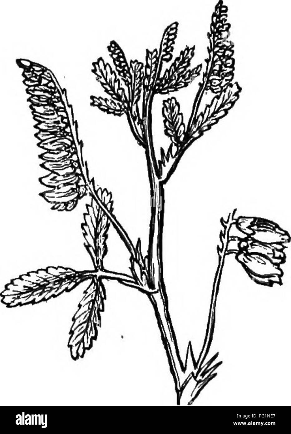 . Le guide de l'apiculteur : ou manuel du rucher . La culture de l'abeille ; les abeilles. Ou, MANtTAI de SAT, rucher. 417 de même qu'il commence à fleurir, elle peut être faite de venir dans blossom la deuxième fois, de façon juste pour remplir l'espace vacant en août. C'est un fait très important, et pourrait bien être mise à exécution. J'ai connu le trèfle pour donner une bonne récolte de nectar pendant une année sèche, lorsque le trèfle blanc complètement échoué. Le trèfle rouge (Trifolium semblant), surtout mammoth (Fig. 216), est une merveilleuse plante-miel, mais ses tubes de fleurs place du nectar au-delà de la portée d'abeilles noires, et de la plupart des Fig. 218.. Meli Banque D'Images