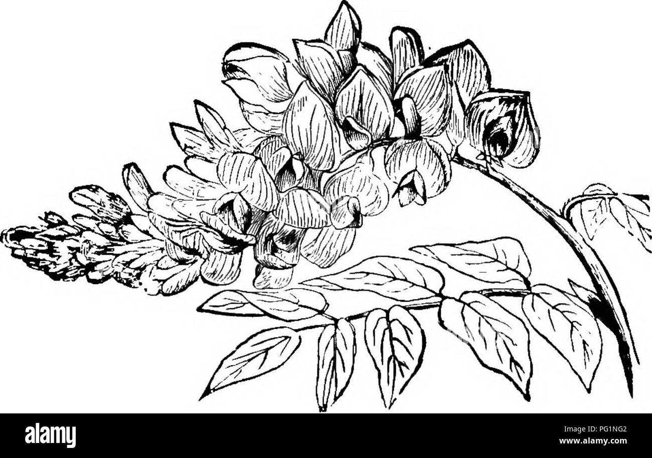 Ce manuel fournit des conseils pratiques aux apiculteurs, y compris des informations sur diverses plantes qui attirent les abeilles, telles que la wisteria et l'épine-vinette. Il souligne l'importance de ces plantes dans le maintien de ruches saines et la promotion d'une culture apicole productive. Banque D'Images